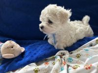 Łoly Vel Pedro - 8 tygodni